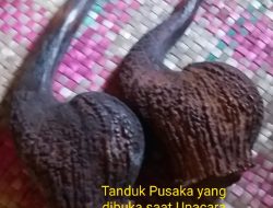 Misteri Pusaka Tanduk,Untuk Lawan Covid-19