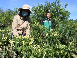 sekda Sintang Panen Cabe,Mendengar Keluhan Petani Desa Baning Panjang