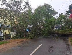 Pohon Besar Tumbang di Jalan Raya kota Ketapang