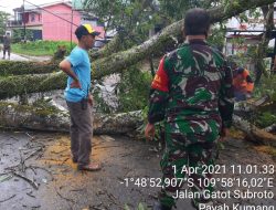 Pemdes Payak Kumang Cepat Tangani Pohon Tumbang di Jalan Raya
