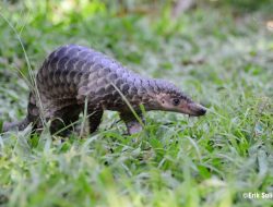 Konsumsi Daging Trenggiling beresiko Tertular virus Berbahaya