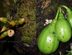 Yayasan Palung ajak Lestarikan pohon hutan Sumber Pakan Orangutan