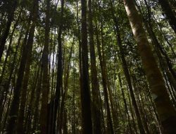 Bawalah “Hutan” ke Dalam Komunitas Paling Kecil Yaitu Keluarga