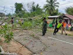 Babinsa Kodim 1203/ktp. Ajak warga gotong royong Tebang pohon rapuh di Tepi Jalan