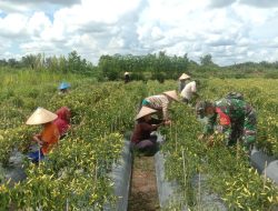 Babinsa Kodim 1203/ktp.Dampingi dan motivasi Petani sambil Panen Cabai