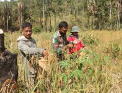 Tanpa Ragu Babinsa Limpang, Kodim 1203/ktp.Bantu petani wujutkan ketahanan  Pangan di Wilayah Binaan