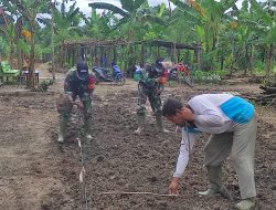 Semangati Petani Olahan,Babinsa Kodim 1203/ktp bantu Mencangkul