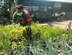 Manfaatkan Pekarangan Rumah Dinas, Dandim 1203/ktp. Beri Apresiasi