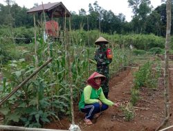 Babinsa Kodim 1203/ktp.motivator Petani Binaannya