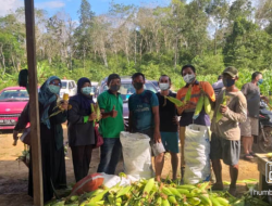 ado Akhir Tahun 2021, Kelompok Tani Binaan CSR CMI Panen Jagung