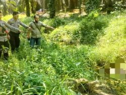 Ditemukan mayat di Kebun Sawit Dsn.Air Dekakah