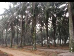 Menelisik Peremajaan Sawit Rakyat (PSR) di Kab.Ketapang