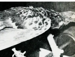 Burung Merpati Berpangkat Letnan Anumerta