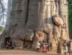 Boabab; Pohon Kehidupan dari Afrika