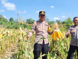 Kapolsek Nanga Tayap Panen Jagung Hibrida di Desa Pangkalan Teluk