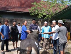 Polres Ketapang Serahkan 11 Ekor Sapi dan 3 Ekor Kambing Qurban di  Idul Adha 1447 H