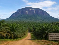SINTANG DAERAH PENGHASIL SAWIT, SIAPA YANG MENIKMATI HASILNYA….?