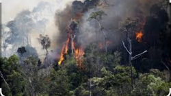 20 Hektar lahan Sawit PT.KAL-FR Terbakar