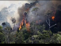 20 Hektar lahan Sawit PT.KAL-FR Terbakar