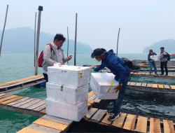 5.000 Kerapu Ditebar Lewat Kolaborasi DKP Kalbar dan Kawasan Industri Pulau Penebang